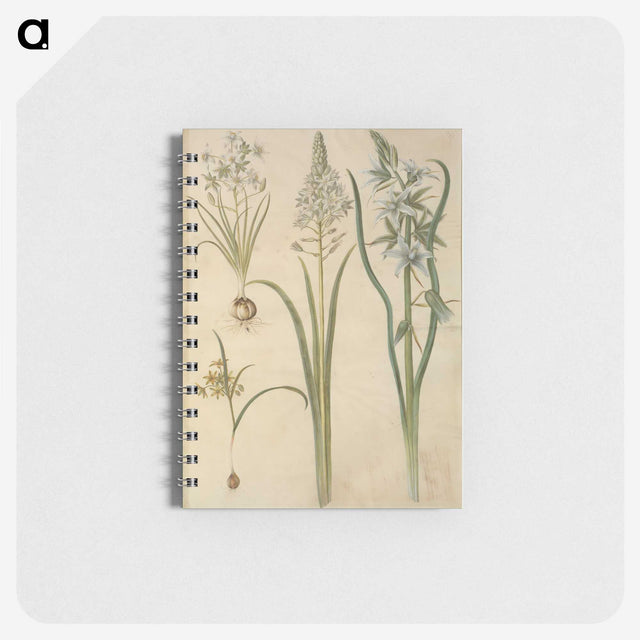3-21_Maria-Sibylla-Merian_memo
