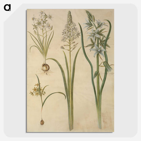 3-21_Maria-Sibylla-Merian_picture-crop