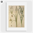 3-21_Maria-Sibylla-Merian_picture