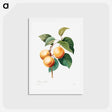 アートポストカード-Peaches - ピエール ジョゼフ ルドゥーテ Postcard.