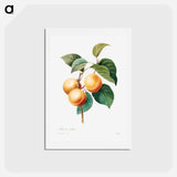 アートポストカード-Peaches - ピエール ジョゼフ ルドゥーテ Postcard.