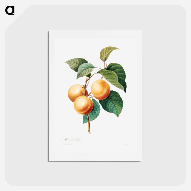 アートポストカード-Peaches - ピエール ジョゼフ ルドゥーテ Postcard.