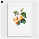 Peaches - Pierre Joseph Redouté Poster.