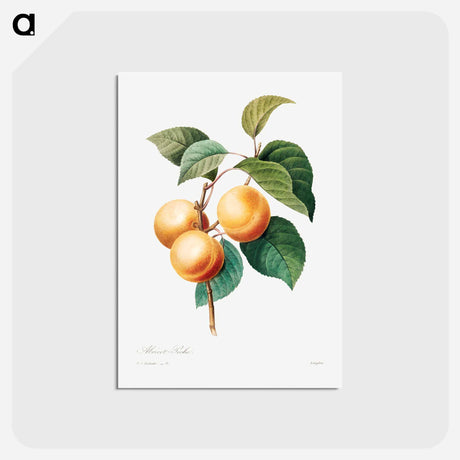 アートポストカード-Peaches - ピエール ジョゼフ ルドゥーテ Postcard.