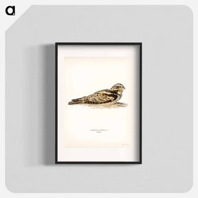 アートポスター-European Nightjar
 - スヴェンスカ フォグラル Poster.