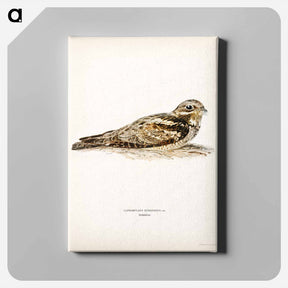 アートパネル-European Nightjar
 - スヴェンスカ フォグラル Canvas.