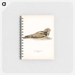 アートメモ帳-European Nightjar
 - スヴェンスカ フォグラル Memo.