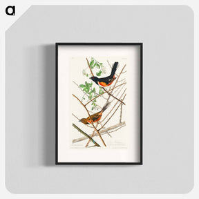 アートポスター-Towee Bunting from Birds of America
 - アメリカの鳥たち Poster.