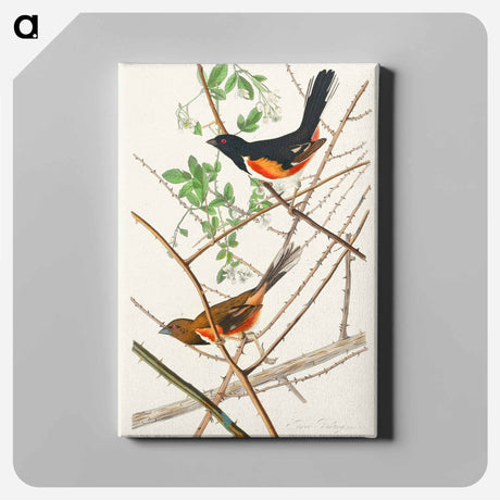 アートパネル-Towee Bunting from Birds of America
 - アメリカの鳥たち Canvas.