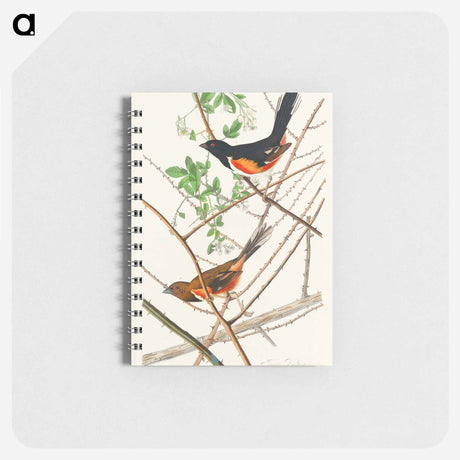 アートメモ帳-Towee Bunting from Birds of America
 - アメリカの鳥たち Memo.