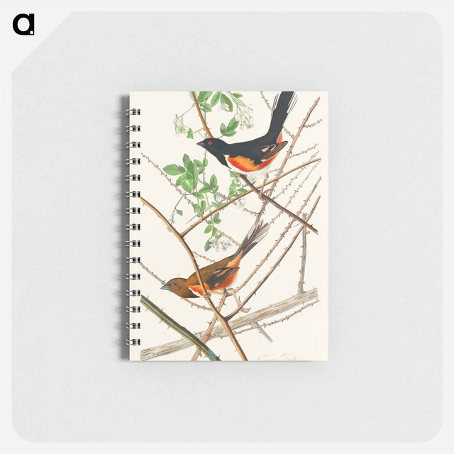 アートメモ帳-Towee Bunting from Birds of America
 - アメリカの鳥たち Memo.
