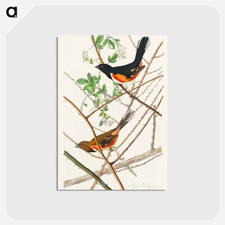 アートポストカード-Towee Bunting from Birds of America
 - アメリカの鳥たち Postcard.