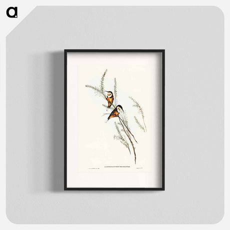 アートポスター-Slender-billed Spine-bill
- オーストラリアの鳥 Poster.