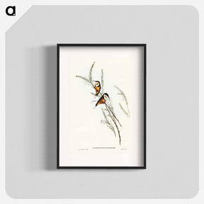 アートポスター-Slender-billed Spine-bill
 - オーストラリアの鳥 Poster.