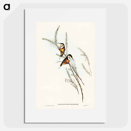 アートポスター-Slender-billed Spine-bill
- オーストラリアの鳥 Poster.