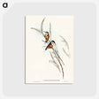 アートポストカード-Slender-billed Spine-bill
 - オーストラリアの鳥 Postcard.