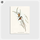 アートポストカード-Slender-billed Spine-bill
 - オーストラリアの鳥 Postcard.