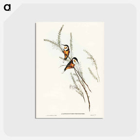 アートポストカード-Slender-billed Spine-bill
 - オーストラリアの鳥 Postcard.