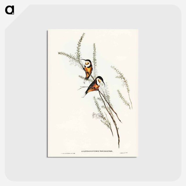 アートポストカード-Slender-billed Spine-bill
 - オーストラリアの鳥 Postcard.