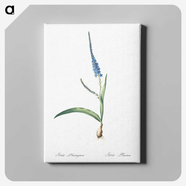 3-21_The-Lilies_canvas