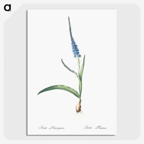 3-21_The-Lilies_picture-crop