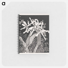アートメモ帳-Orchids - テオ ヴァン ホイテマ Memo.