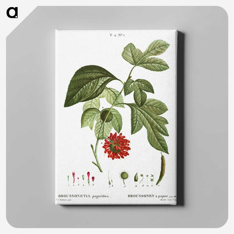 3-21_Treatise-on-Trees-and-Shrubs_canvas