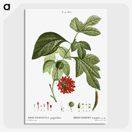 3-21_Treatise-on-Trees-and-Shrubs_picture-crop