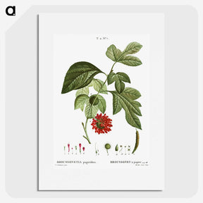 3-21_Treatise-on-Trees-and-Shrubs_picture