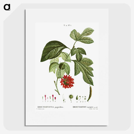 3-21_Treatise-on-Trees-and-Shrubs_picture