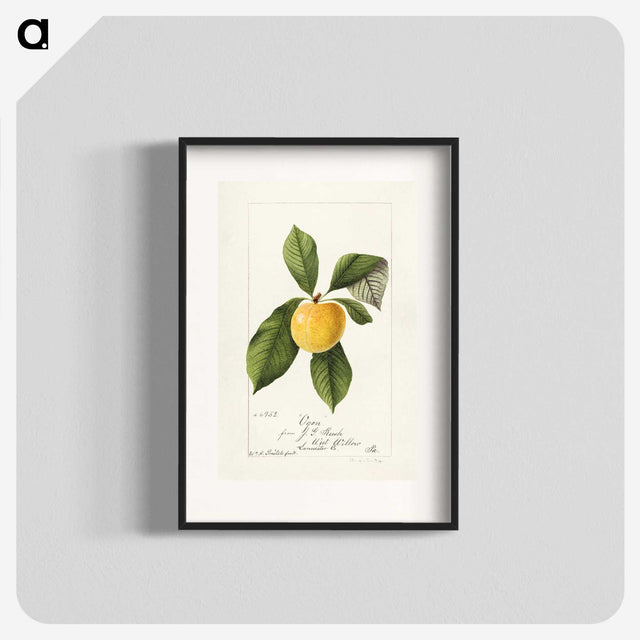 3-21_USDA-Watercolor-Fruit-Painting-Collection_blk