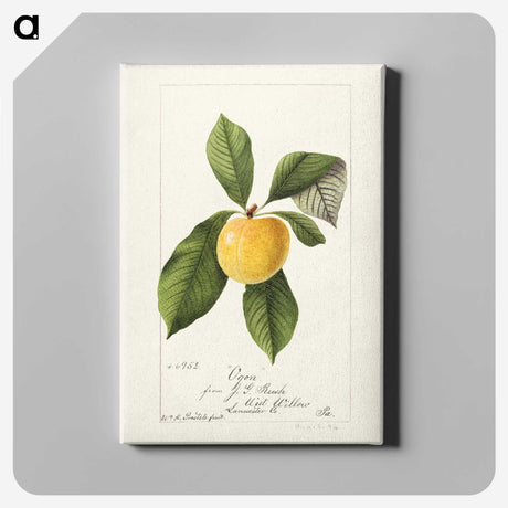 3-21_USDA-Watercolor-Fruit-Painting-Collection_canvas
