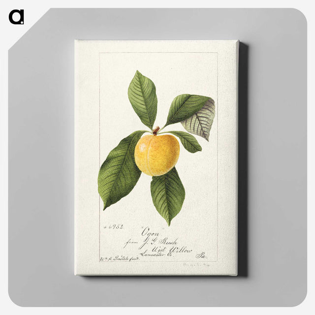 3-21_USDA-Watercolor-Fruit-Painting-Collection_canvas
