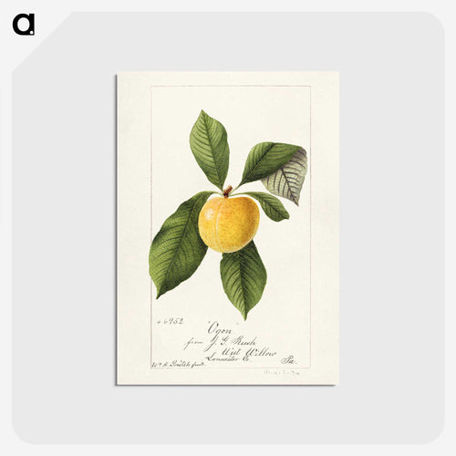 セイヨウスモモ - USDA 水彩フルーツ絵画コレクション Postcard.