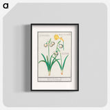 Snowdrops, galanthus, and a daffodil, narcissus - アンセルムス ボエティウス デ ブート Poster.