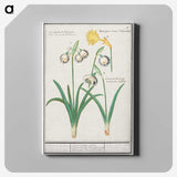 3-22_Anselmus-Boetius-de-Boodt_canvas