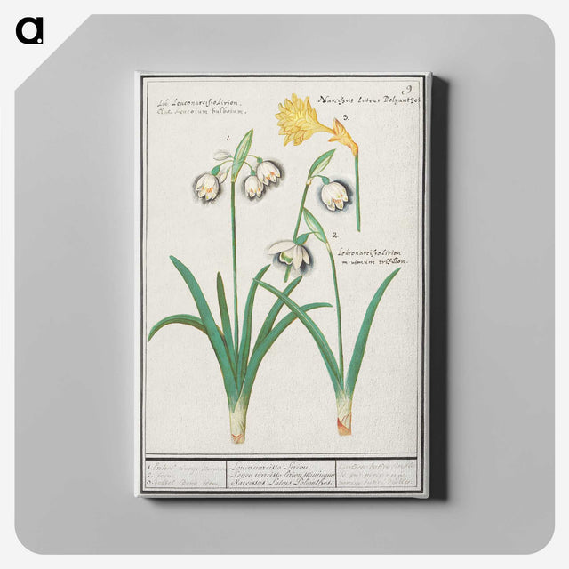 3-22_Anselmus-Boetius-de-Boodt_canvas