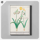 Snowdrops, galanthus, and a daffodil, narcissus - アンセルムス ボエティウス デ ブート Canvas.
