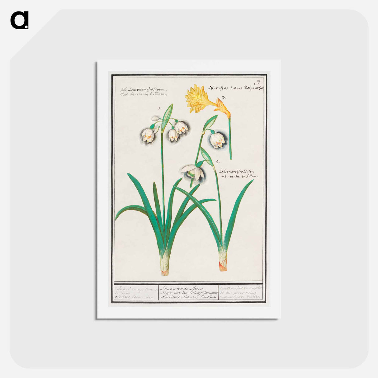 Snowdrops, galanthus, and a daffodil, narcissus - アンセルムス ボエティウス デ ブート Postcard.