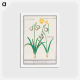 Snowdrops, galanthus, and a daffodil, narcissus - アンセルムス ボエティウス デ ブート Postcard.