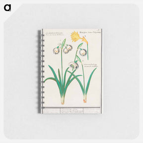 アートメモ帳-Snowdrops, galanthus, and a daffodil, narcissus - アンセルムス ボエティウス デ ブート Memo.