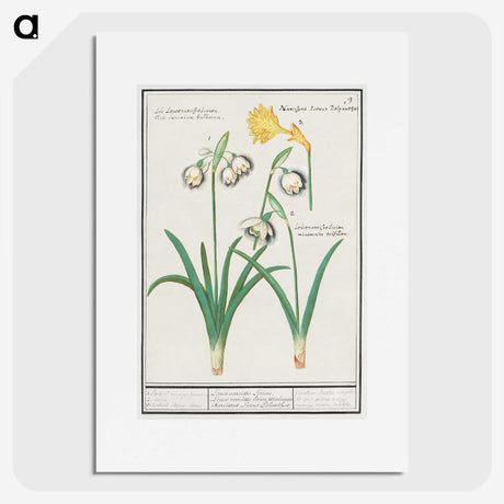 3-22_Anselmus-Boetius-de-Boodt_picture