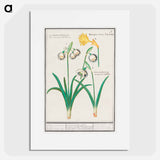 Snowdrops, galanthus, and a daffodil, narcissus - アンセルムス ボエティウス デ ブート Poster.