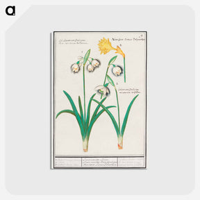 アートポストカード-Snowdrops, galanthus, and a daffodil, narcissus - アンセルムス ボエティウス デ ブート Postcard.