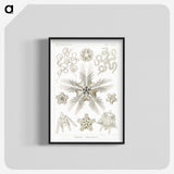 3-22_Ernst-Haeckel_blk-crop