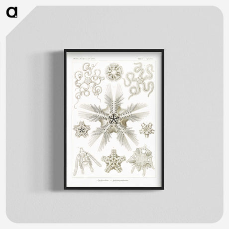 3-22_Ernst-Haeckel_blk-crop