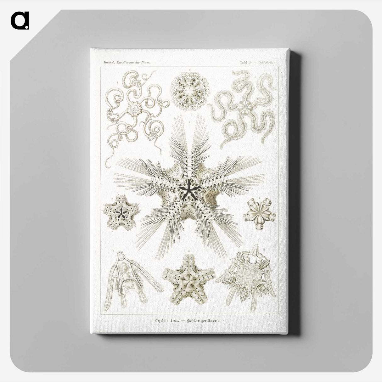 3-22_Ernst-Haeckel_canvas