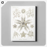 3-22_Ernst-Haeckel_canvas