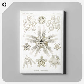 3-22_Ernst-Haeckel_canvas