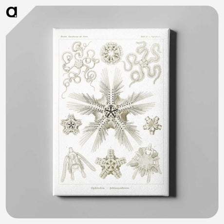 3-22_Ernst-Haeckel_canvas